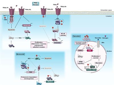 Targeting O-GlcNAcylation to overcome resistance to anti-cancer therapies